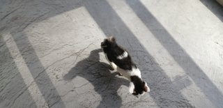 PF106401 - Domestic Short Hair Cat