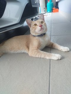 Orange Cat Found - Domestic Short Hair Cat