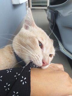 Orange Cat Found - Domestic Short Hair Cat