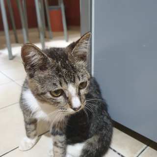 Mac - Domestic Short Hair Cat