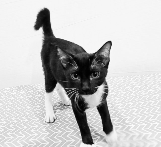 Mochie - Domestic Short Hair + Tuxedo Cat