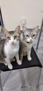  Kenny And Mandy - Domestic Short Hair Cat