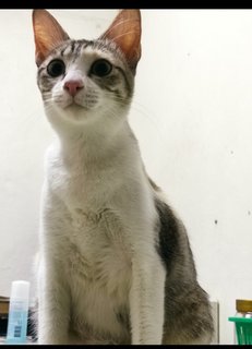Lulu - Domestic Short Hair Cat