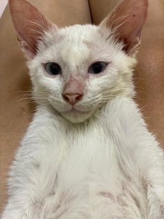 White Rice - Domestic Short Hair Cat