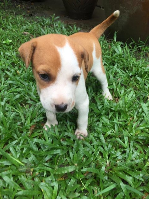 Puppy 2 (Pebbles)  - Mixed Breed Dog
