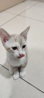 Alya &amp; Noya - Domestic Short Hair + Calico Cat