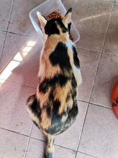 Mummy Tompok - Siamese Cat