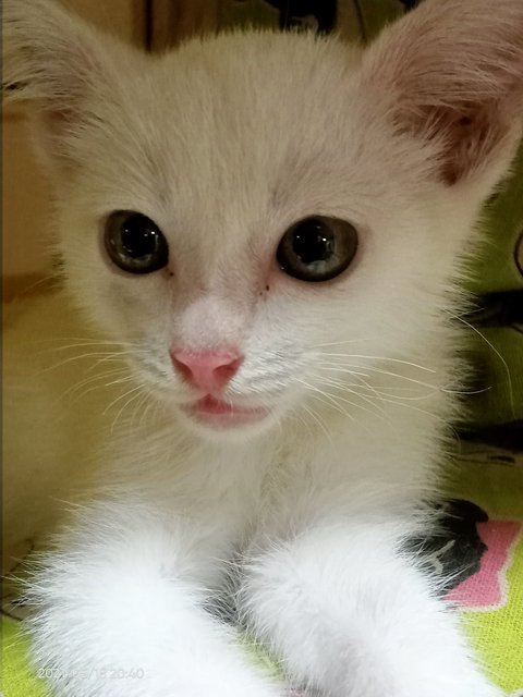 Milky - Siamese Cat