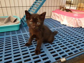 Anakin - Domestic Short Hair Cat