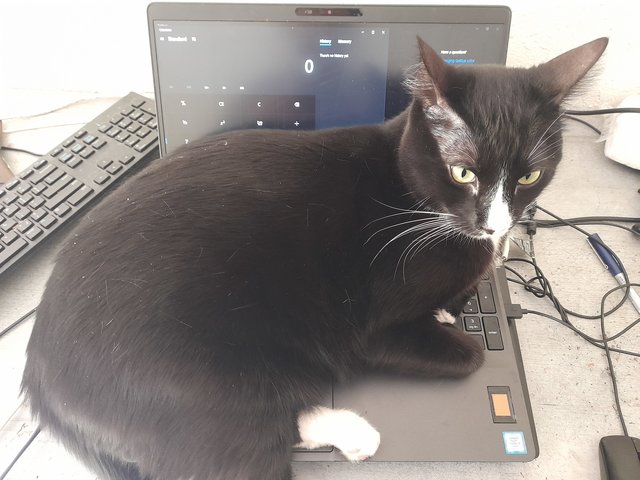 Jo - Tuxedo Cat