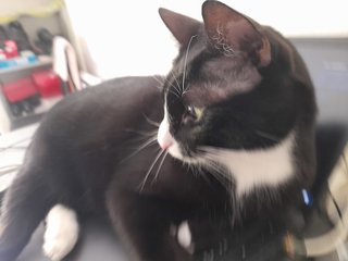 Jo - Tuxedo Cat