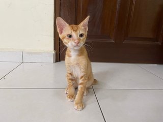 Rupert And Norbert - Domestic Short Hair Cat