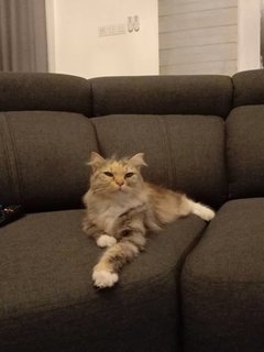 Innaya - Persian + Domestic Long Hair Cat