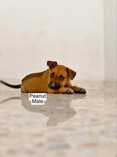 Puppies All Adopted  - Mixed Breed Dog