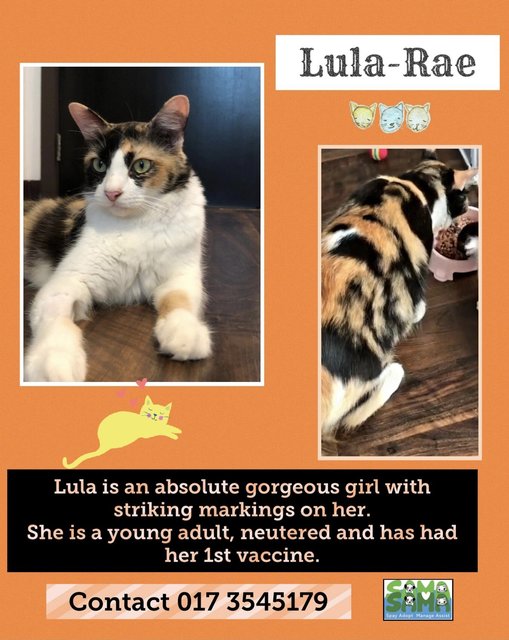 Lula Rae - Tortoiseshell + Domestic Medium Hair Cat