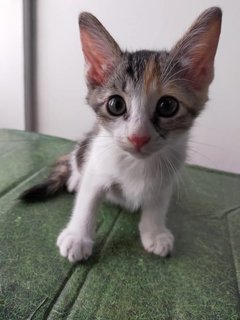 Kittens 1.0 - Domestic Short Hair Cat