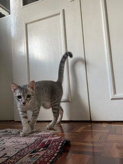 Smokey (Fka Silver) - Domestic Short Hair Cat