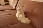 Mya- Lost In Bandar Seriputra Bangi - Domestic Long Hair Cat