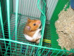 Hamster - Dwarf Winter &amp; Syrian - Short Dwarf Hamster + Syrian / Golden Hamster Hamster