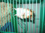 Hamster - Dwarf Winter &amp; Syrian - Short Dwarf Hamster + Syrian / Golden Hamster Hamster