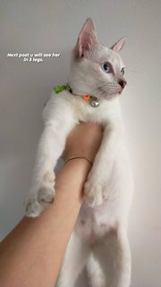Cotton - Domestic Short Hair Cat