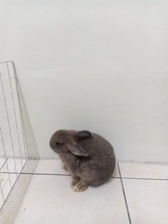 June - Dwarf Rabbit