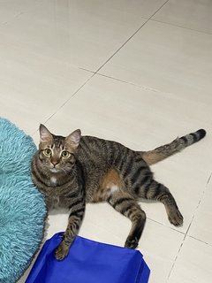 Gor Gor  - Domestic Short Hair Cat