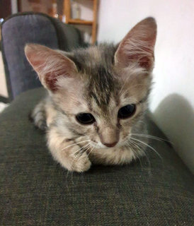 6 Cute Little Fur Balls Need A Home - Tabby Cat