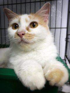 Gingerbread  - Domestic Medium Hair Cat