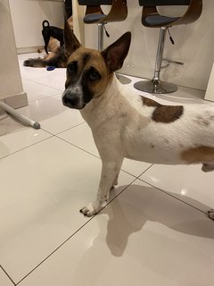 Kooper Has Been Adopted - Mixed Breed Dog
