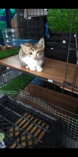 Miku  - Domestic Medium Hair Cat