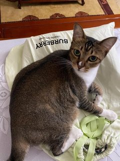 Brownie - Domestic Short Hair Cat