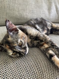 Mimoushka  - Domestic Short Hair Cat