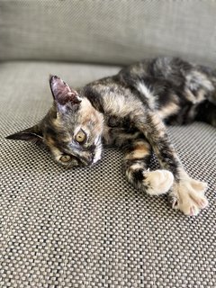 Mimoushka  - Domestic Short Hair Cat