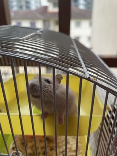 Hanie - Roborovsky's Hamster Hamster