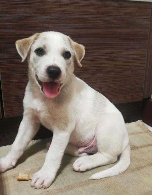 1 Cute Male Puppy For Adoption - Mixed Breed Dog