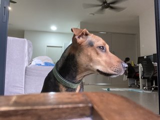 Pippa - Mixed Breed Dog
