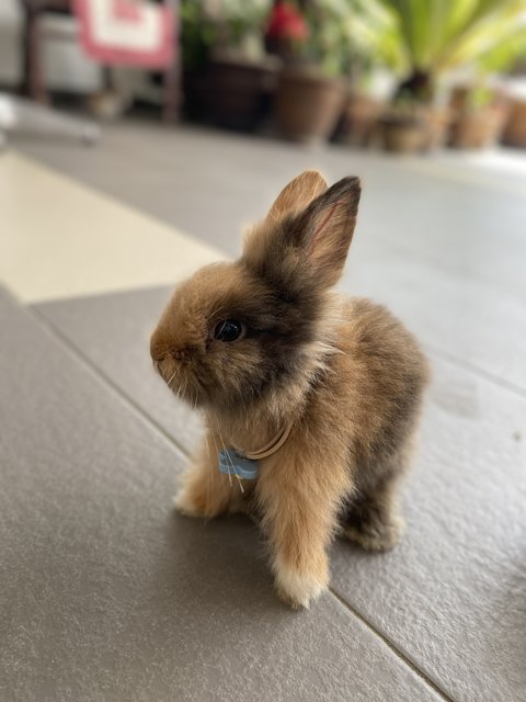 Peanut - Angora Rabbit Rabbit