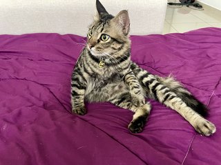 Lilo - American Shorthair + Domestic Medium Hair Cat