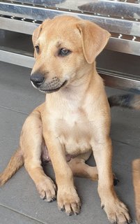 Peach 2mths Girl  (Lost) - Mixed Breed Dog