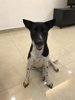 Milky For Adoption - Mixed Breed Dog