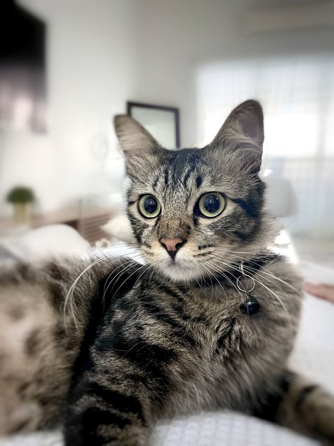 Rocco - American Shorthair + Domestic Medium Hair Cat