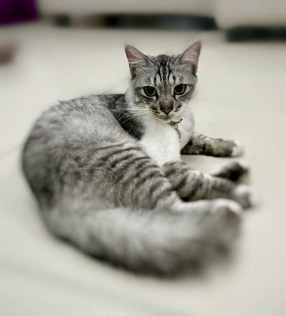 Coco  - Maine Coon + Domestic Medium Hair Cat