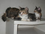 Smudges - Adopted By Ina &amp; Bob - Domestic Short Hair Cat