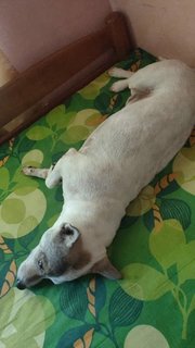 Milo - Mixed Breed Dog