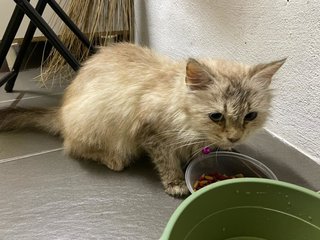 Belle - Himalayan + Domestic Long Hair Cat