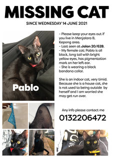 Pablo - Domestic Short Hair Cat