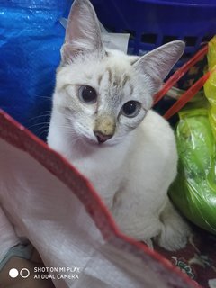 Desi - Domestic Short Hair Cat