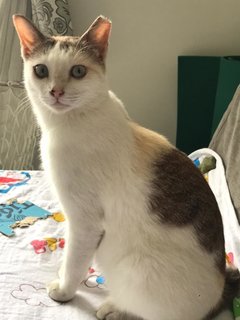 Qiming (Fka Anja) - Domestic Short Hair Cat