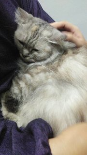 Nestum - Persian + Domestic Long Hair Cat